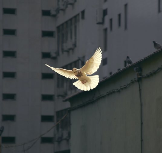 Zamyšlení Ivana Dragičeviče - vizionáře z Medjugorje - ke světovému míru