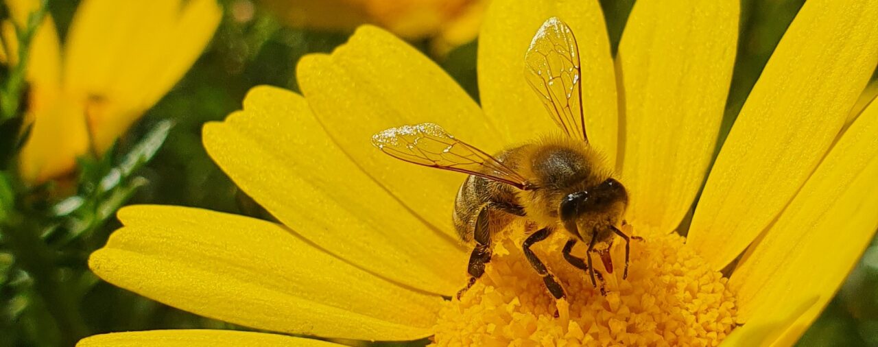 Děkovné mše 13. 5. - 24. 6.