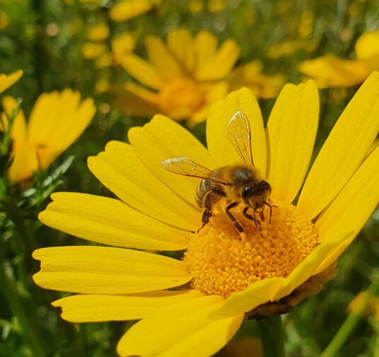 Děkovné mše 13. 5. - 24. 6.